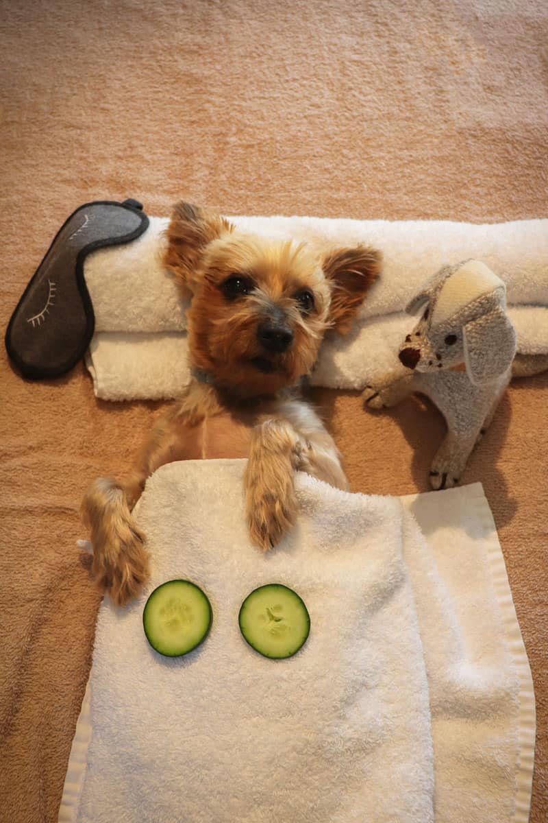 Charlie Signature Luxury Face to Tail Spaw Hunde Wellness ©Six Senses