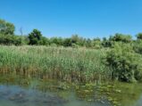Donaudelta ©Detlef Duering 07
