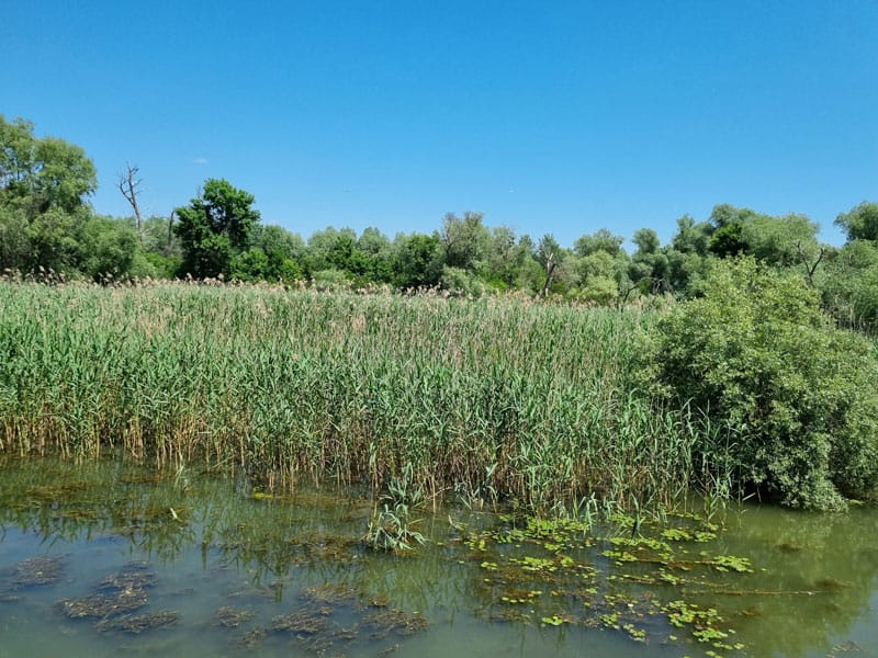 Donaudelta ©Detlef Duering 07
