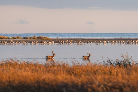 Hirschbrunftzeit im Nationalpark Vorpommersche Boddenlandschaft TMV Gross