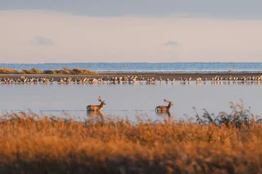 Hirschbrunftzeit im Nationalpark Vorpommersche Boddenlandschaft TMV Gross