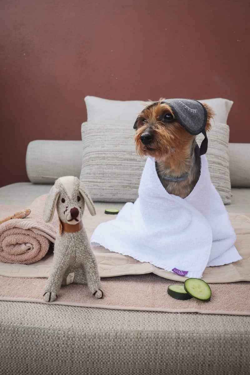 Hunde Wellness ©Six Senses 1