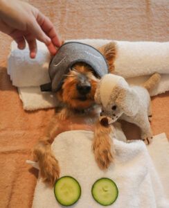 Hunde-Wellness-©Six-Senses