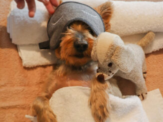 Hunde Wellness ©Six Senses e1758665648429