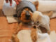 Hunde Wellness ©Six Senses e1758665648429
