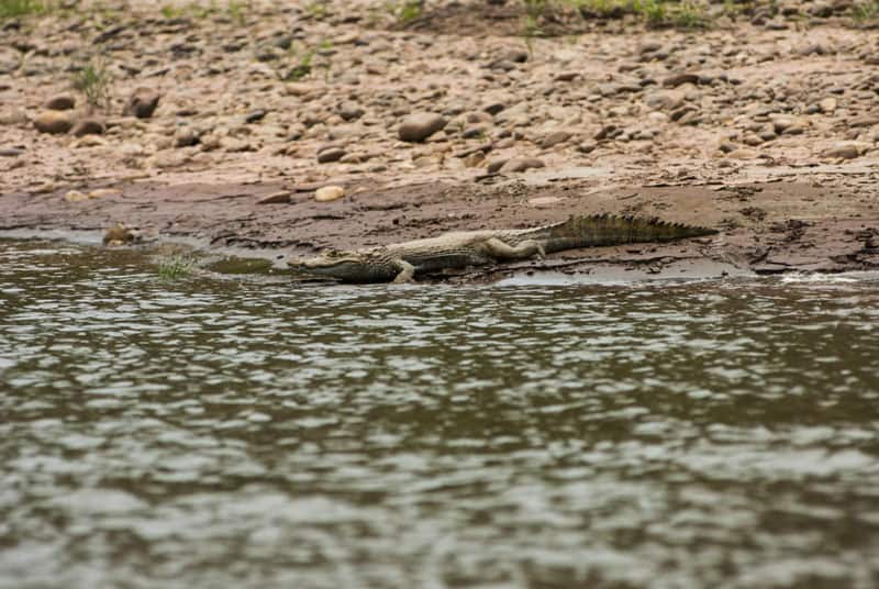 Kaiman in Tambopata ©Heinz Plenge PROMPERU