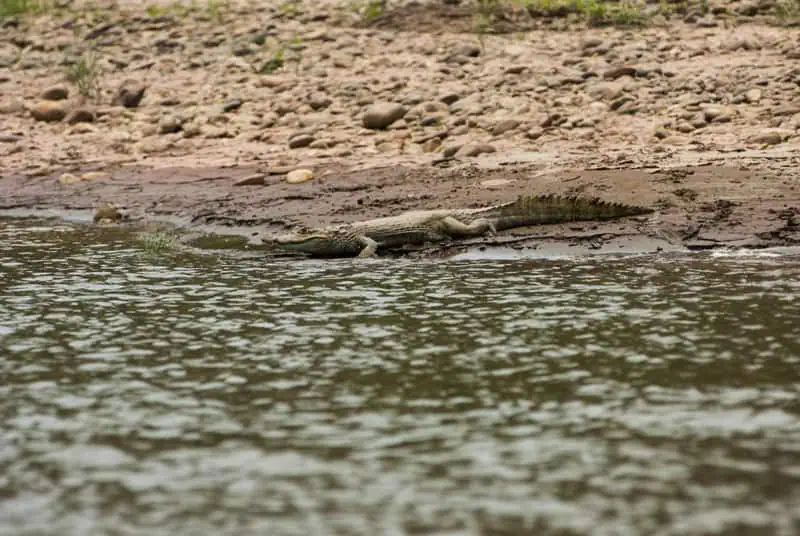 Kaiman in Tambopata ©Heinz Plenge PROMPERU