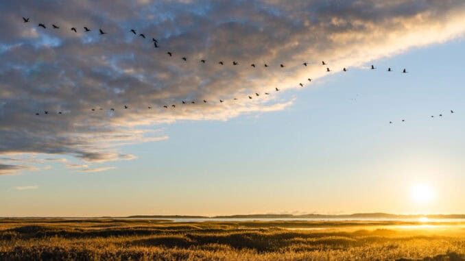 Kraniche auf Fischland Darss Zingst ©TMVGross