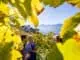 Roter Hahn Weinbauern ©Roter Hahn Frieder Blickle