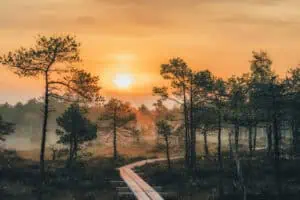 Selisoo-Nature-Trail-©Visit-Estonia-
