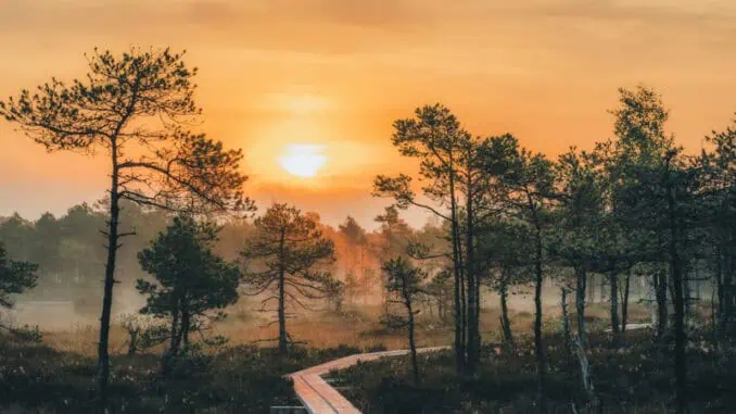 Selisoo Nature Trail ©Visit Estonia