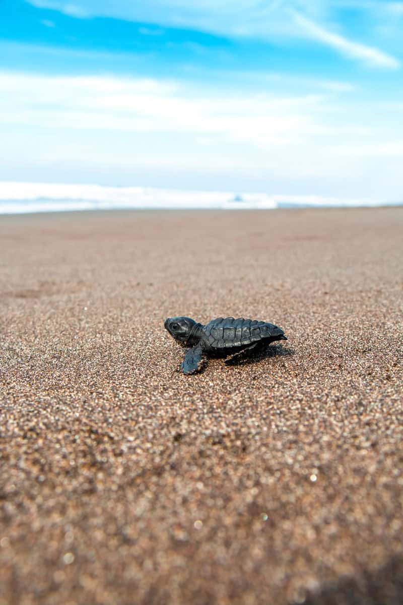 Tortugario Monterrico Nature Reserve ©INGUAT