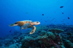 Von Grau zu Blau: Herbstflucht auf die Malediven Malediven-Hawksbill-sea-turtle-in-Laamu-Atoll,