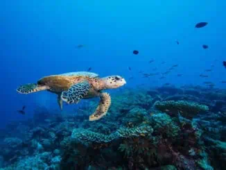 Malediven Hawksbill sea turtle in Laamu Atoll