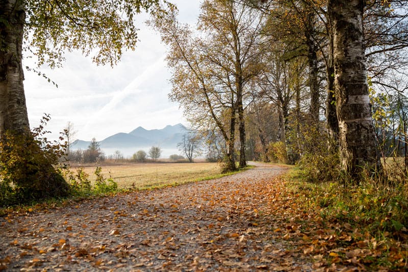 Herbstwald ©Markt Prien am Chiemsee