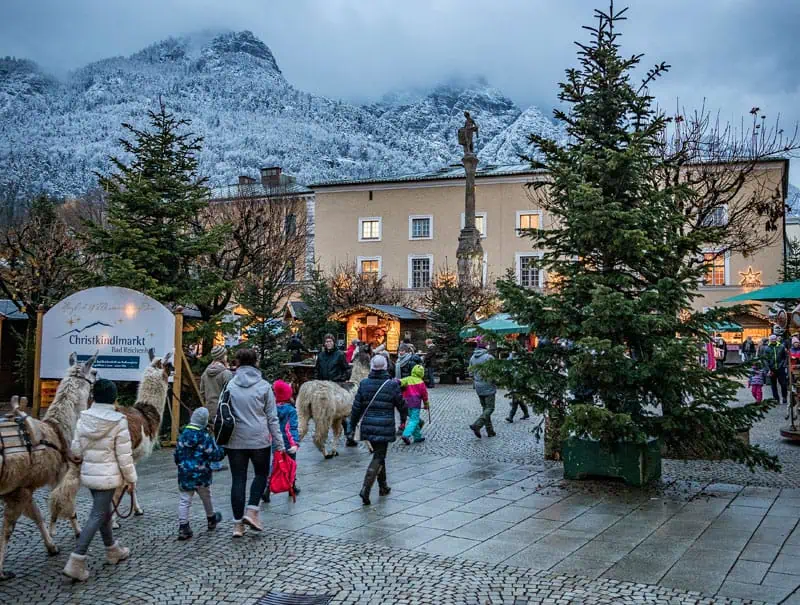 Lamas auf dem Christkindlmarkt ©Bad Reichenhall Tourismus und Stadtmarketing