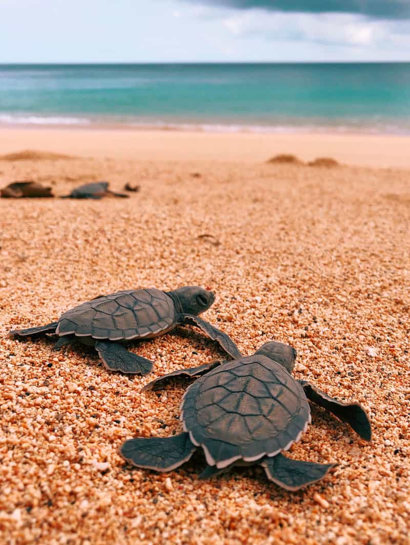 ©HBD Principe Turtels