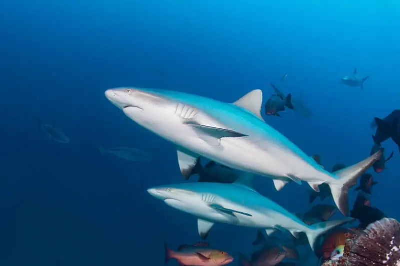 Tauchen ©Tourism Fiji