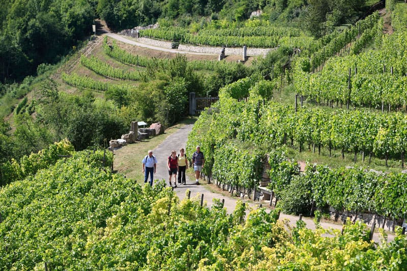 Weinberge in Rothenburg ©RTS Peter Frischmuth