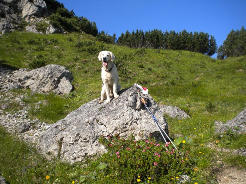 Aufstieg Plessenberg ©Naturapartments AlpbachManuela Egger Moser