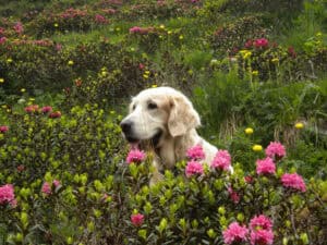 Panoramaweg-Almrosen-©Naturapartments-AlpbachManuela-Egger-Moser