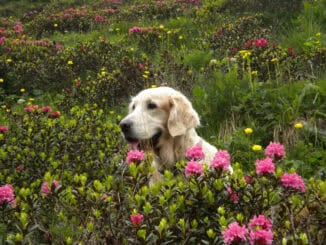 Panoramaweg Almrosen ©Naturapartments AlpbachManuela Egger Moser