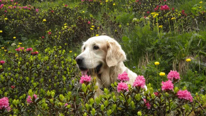Panoramaweg Almrosen ©Naturapartments AlpbachManuela Egger Moser