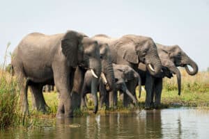 Elefanten-Liwonde-Nationalpark-Malawi-©Travel-Footprints-Africa