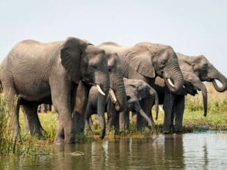 Elefanten Liwonde Nationalpark Malawi ©Travel Footprints Africa