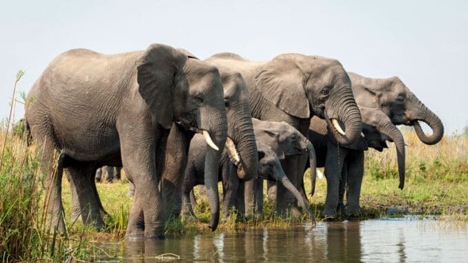 Elefanten Liwonde Nationalpark Malawi ©Travel Footprints Africa