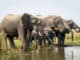 Elefanten Liwonde Nationalpark Malawi ©Travel Footprints Africa