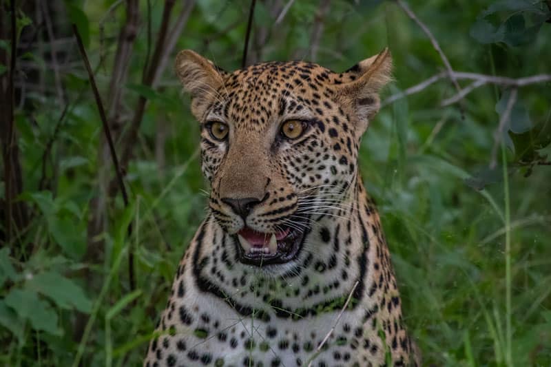 Leopard Liwonde Nationalpark Malawi ©Travel Footprints Africa