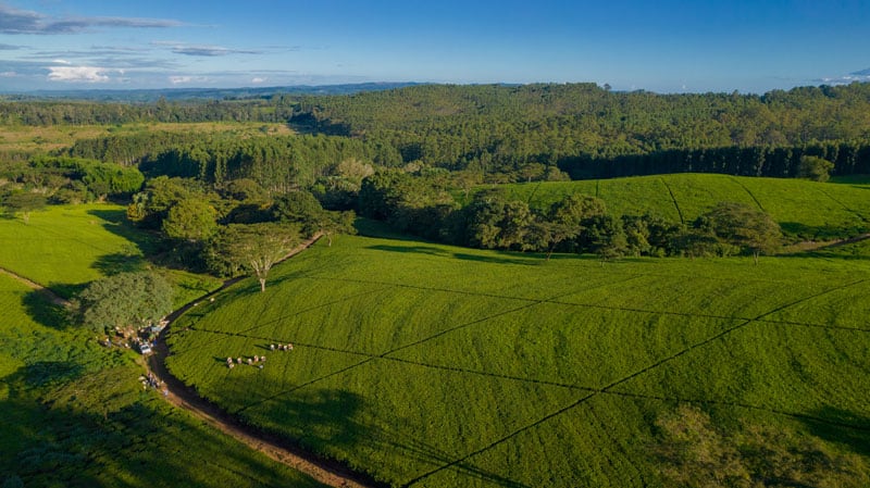Satemwa Tea Estate Malawi ©Travel Footprints Africa