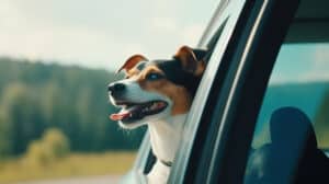 Reisen-mit-Hund-©VZ-NRWadpic