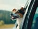 Reisen mit Hund ©VZ NRWadpic