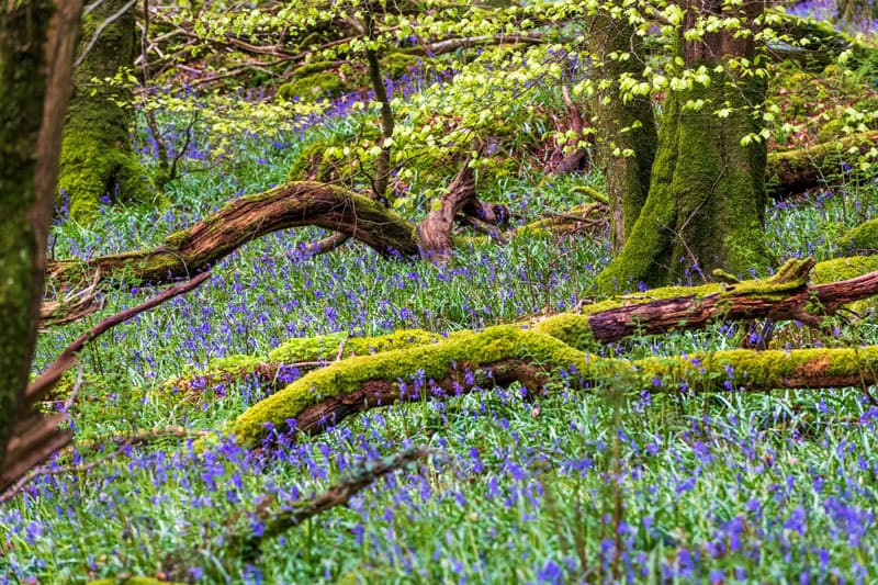 Slieve Gullion Forest Co Armagh ©Gareth Wray