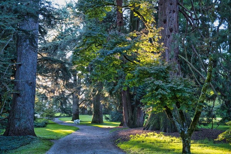 Arboretum ©Insel Mainau Peter Allgaier