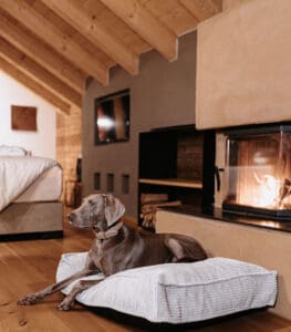 Urlaub-mit-Hund-©Hotel-Der-Löwe