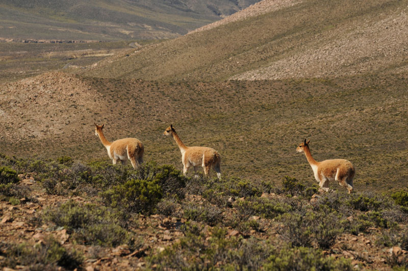 Vicunas en Salinas y Aguada Blanca ©James Posso PROMPERU